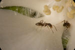 Ants - 4249