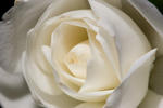 White Rose - 4275