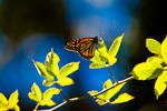 Butterfly - 4691