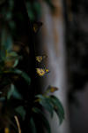 Butterflies - 4774