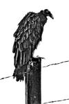 Turkey Vulture
