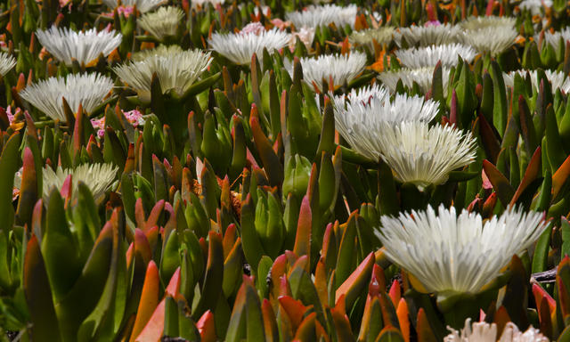 Ice Plant - 6020