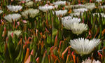 Ice Plant - 6020