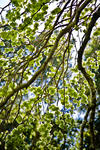 Filoli - 6075