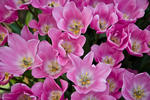 Filoli - 6082