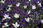 Filoli - 6084