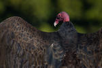 Turkey Vulture