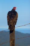 Turkey Vulture - 6357