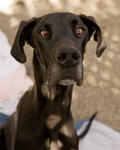 Dog at the Santa Cruz SPCA-8151
