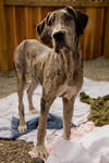 Dog at the Santa Cruz SPCA-8171