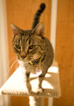 Cat at the Santa Cruz SPCA-8198