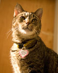 Cat at the Santa Cruz SPCA-8199