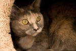 Cat at the Santa Cruz SPCA-8213