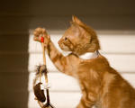 Cat at the Santa Cruz SPCA-8234