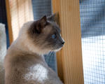 Cat at the Santa Cruz SPCA-8282