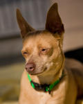 Dog at the Santa Cruz SPCA-8316