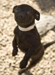 Dog at the Santa Cruz SPCA-8321