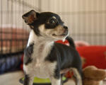 Dog at the Santa Cruz SPCA-8331