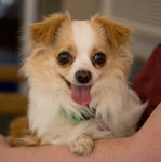 Dog at the Santa Cruz SPCA-8333