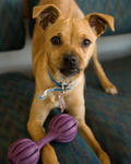 Dog at the Santa Cruz SPCA-8335