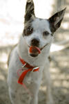 Dog at the Santa Cruz SPCA-8393