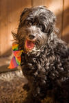 Dog at the Santa Cruz SPCA-8402