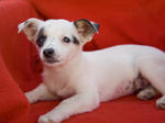 Dog at the Santa Cruz SPCA-8601