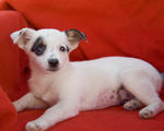Dog at the Santa Cruz SPCA-8603