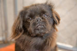 Dog at the Santa Cruz SPCA-8640