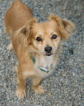 Dog at the Santa Cruz SPCA-8678