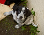 Dog at the Santa Cruz SPCA-8717
