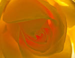 Yello Rose 9948