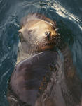 Sea Lion