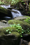 Big Basin 