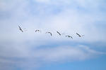 Birds above Elkhorn Slough