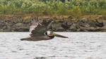 ElkhornSlough-1587
