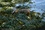 Scottish River Otter