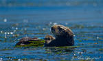 California Sea Otter
