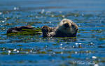 California Sea Otter