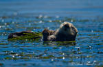 California Sea Otter