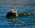 California Sea Otter