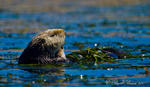 California Sea Otter