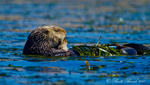 California Sea Otter
