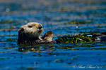 California Sea Otter