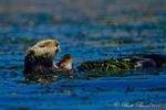 California Sea Otter
