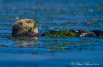 California Sea Otter