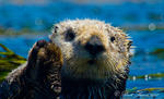 California Sea Otter