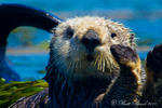 California Sea Otter
