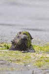 Sea Otters in Elkhorn Slough
