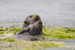 Sea Otters in Elkhorn Slough